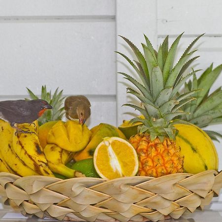 O Coeur De Deshaies Appartements Grande Anse Et Amandiers Zewnętrze zdjęcie
